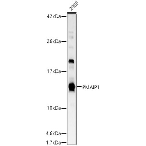 PMAIP1 Rabbit pAb