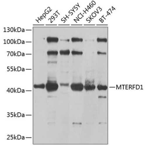MTERFD1 Rabbit pAb