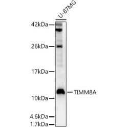 TIMM8A Rabbit pAb