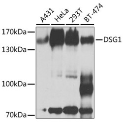 DSG1 Rabbit pAb