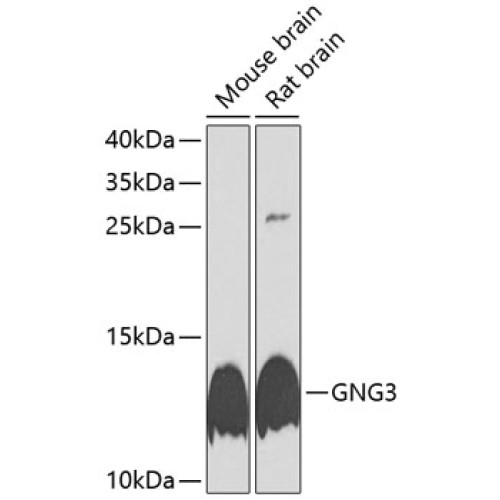 GNG3 Rabbit pAb