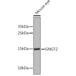 GNGT2 Rabbit pAb