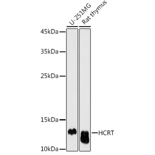 HCRT Rabbit pAb