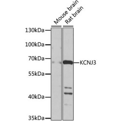 KCNJ3 Rabbit pAb