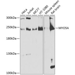 MYO5A Rabbit pAb
