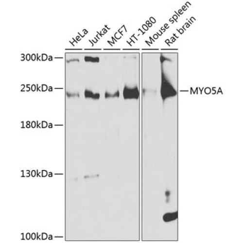 MYO5A Rabbit pAb