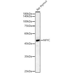 NFYC Rabbit pAb