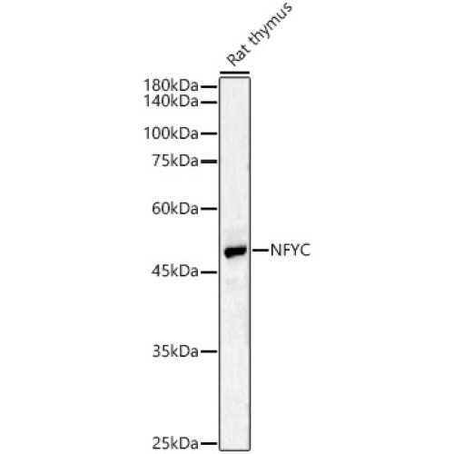 NFYC Rabbit pAb