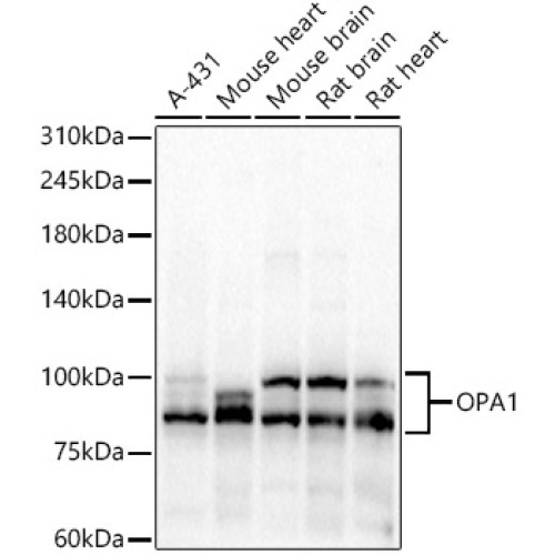 OPA1 Rabbit pAb