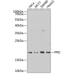 PPIC Rabbit pAb