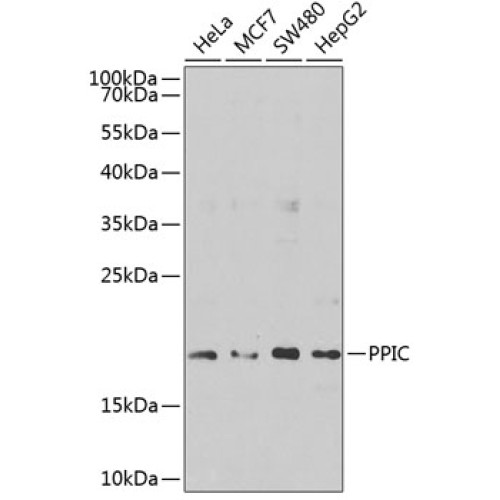 PPIC Rabbit pAb