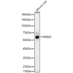RPE65 Rabbit pAb