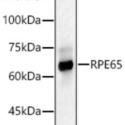 RPE65 Rabbit pAb