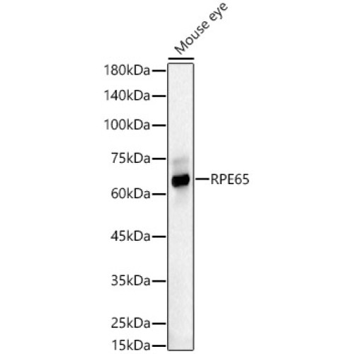 RPE65 Rabbit pAb