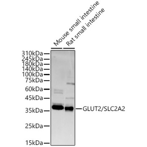GLUT2/SLC2A2 Rabbit pAb