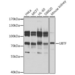 UBTF Rabbit pAb