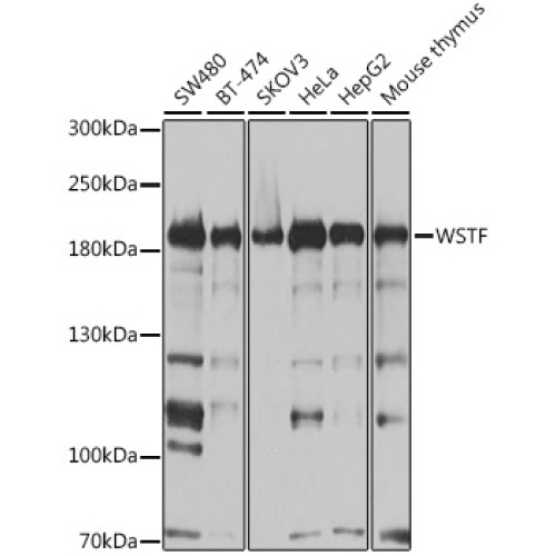 [KO Validated] WSTF Rabbit pAb