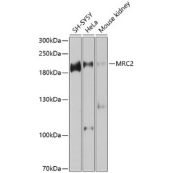 MRC2 Rabbit pAb