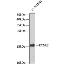 KCNE2 Rabbit pAb