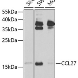 CCL27 Rabbit pAb
