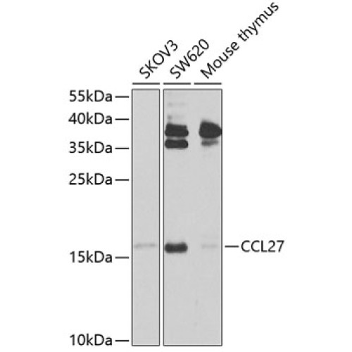 CCL27 Rabbit pAb