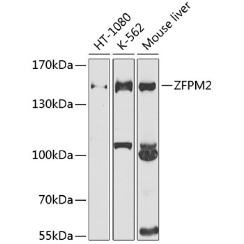 ZFPM2 Rabbit pAb