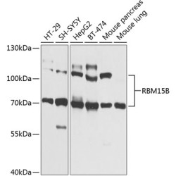 RBM15B Rabbit pAb
