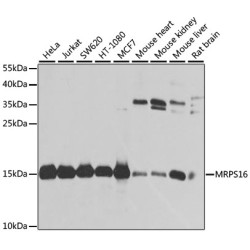 MRPS16 Rabbit pAb