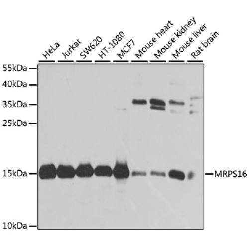 MRPS16 Rabbit pAb