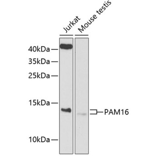 PAM16 Rabbit pAb