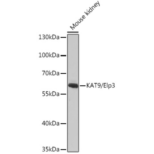 KAT9/Elp3 Rabbit pAb