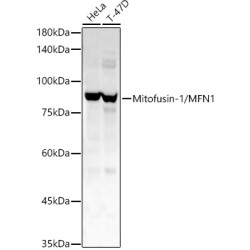 Mitofusin-1/MFN1 Rabbit pAb