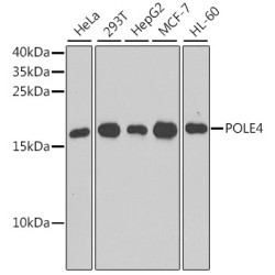 POLE4 Rabbit pAb