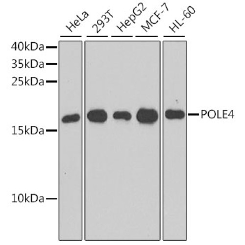 POLE4 Rabbit pAb