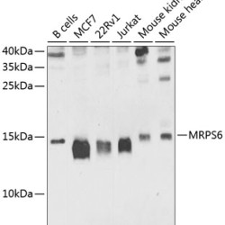 MRPS6 Rabbit pAb