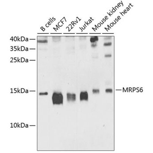 MRPS6 Rabbit pAb
