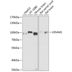 LRSAM1 Rabbit pAb