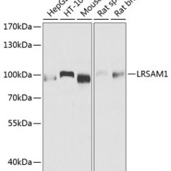 LRSAM1 Rabbit pAb
