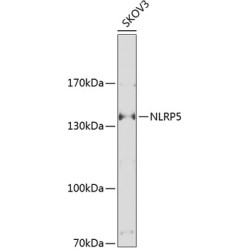 NLRP5 Rabbit pAb