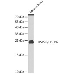 HSP20/HSPB6 Rabbit pAb