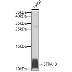 STRA13 Rabbit pAb
