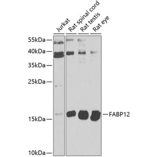 FABP12 Rabbit pAb