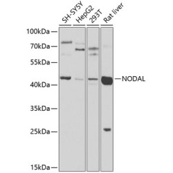 NODAL Rabbit pAb