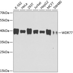 WDR77 Mouse mAb