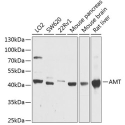 AMT Rabbit pAb