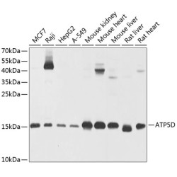 ATP5D Rabbit pAb