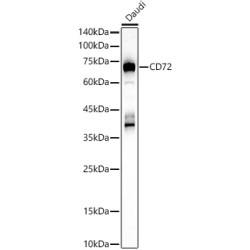 CD72 Rabbit pAb