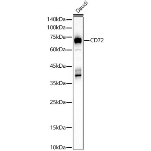 CD72 Rabbit pAb