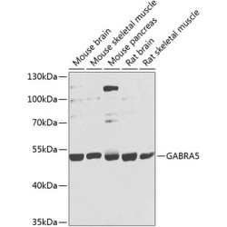 GABRA5 Rabbit pAb