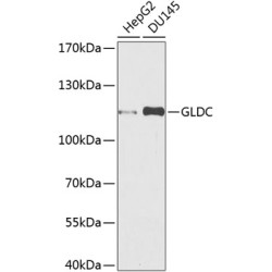 GLDC Rabbit pAb